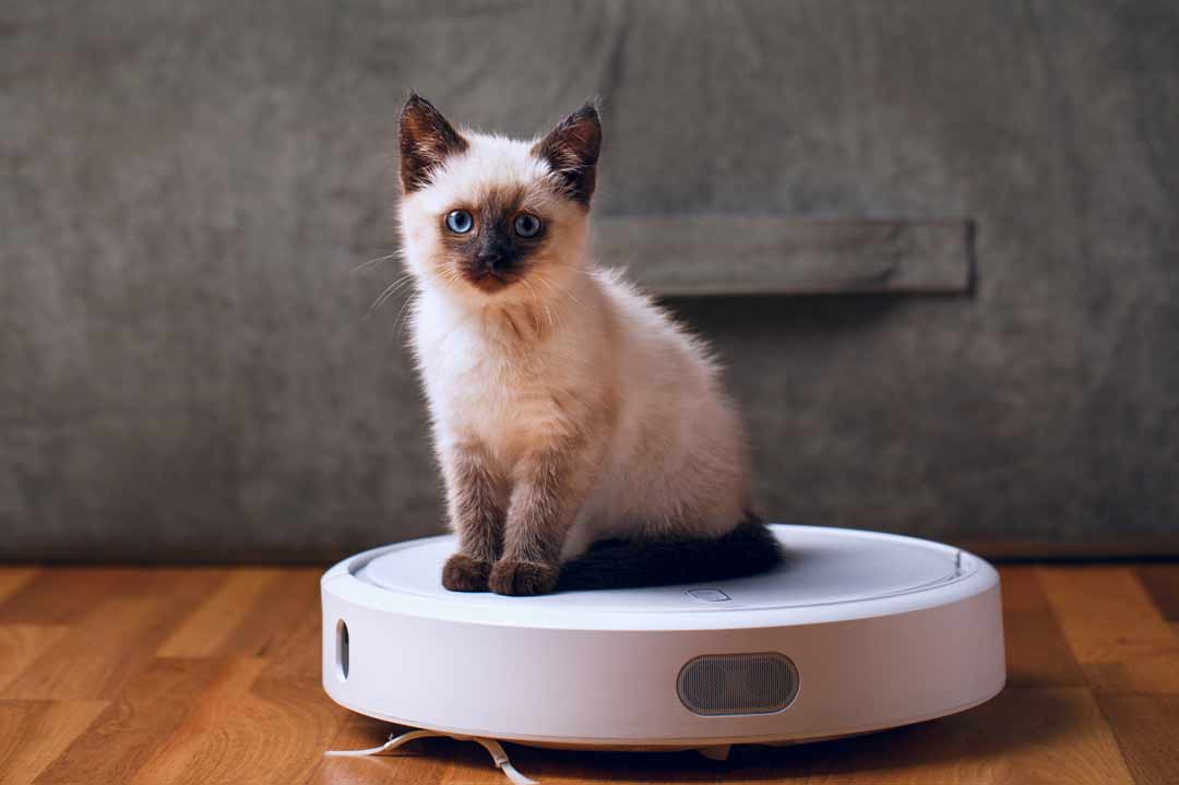 Eine Katze sitzt auf dem Saugroboter.