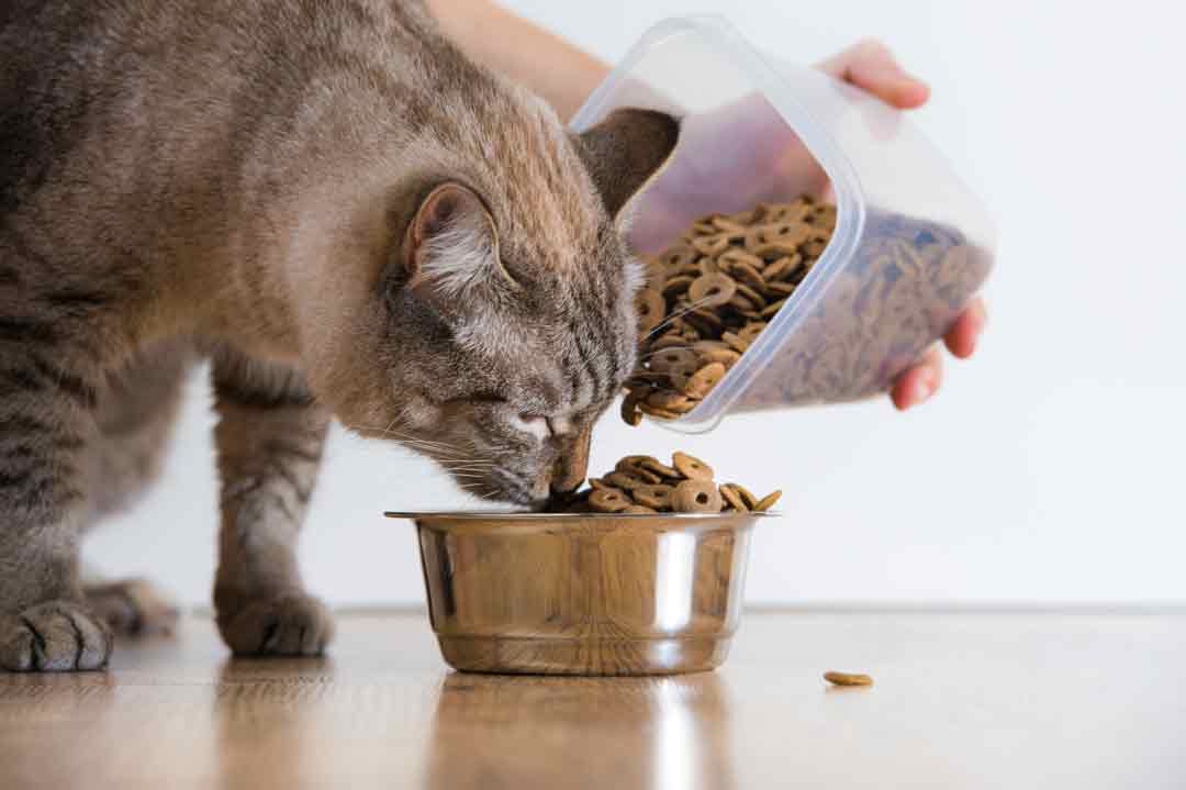 Ad-Libitum-Fütterung bei der Katze