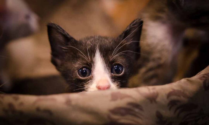 Kleine Katzen: Die kleinsten Katzenrassen der Welt