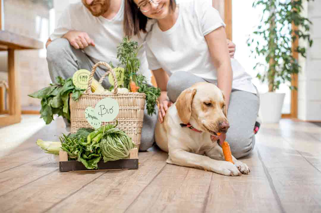 Artgerechte Hundeernährung
