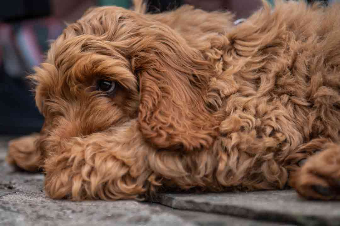 Viele Locken für viel Liebe: Das ist der Cockapoo.