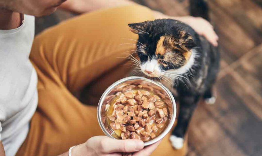 Wie oft sollte man die Katze füttern?