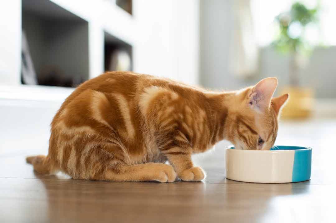 Wie oft brauchen Kitten am Tag Futter?