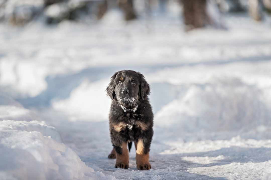 Hovawart-Welpe im Schnee