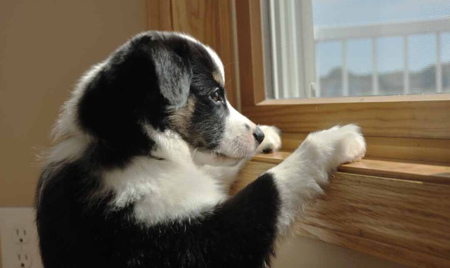 Hund alleine lassen: sanft üben in 8 Schritten