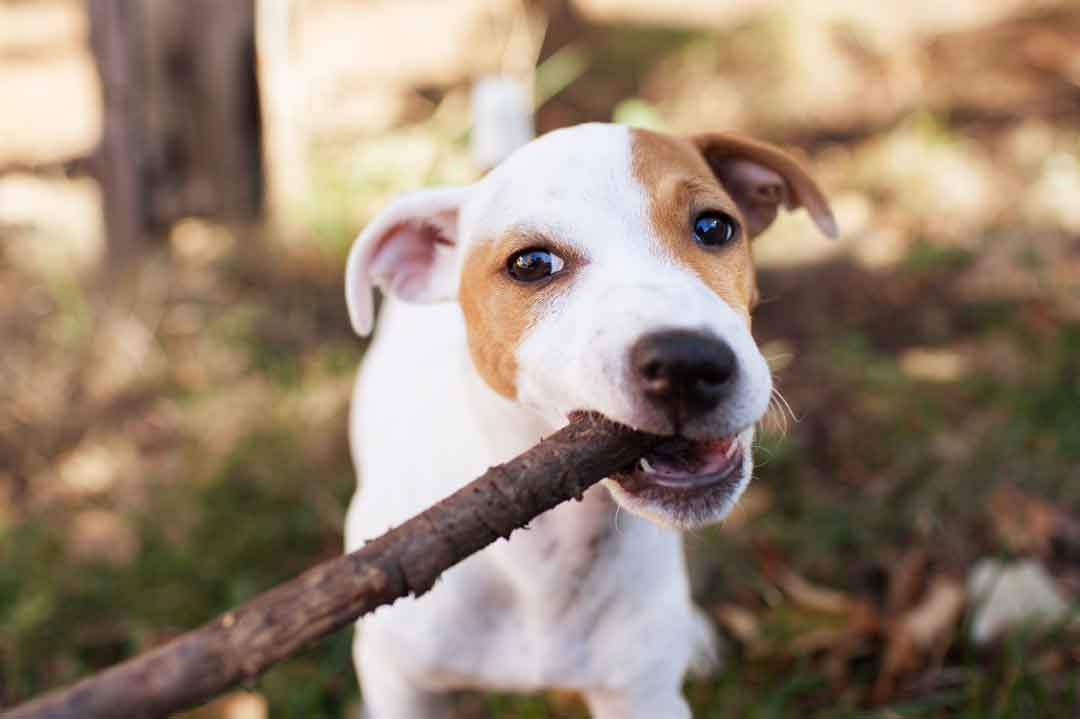 Die Zeit mit einem Hund in der Natur ist herrlich.