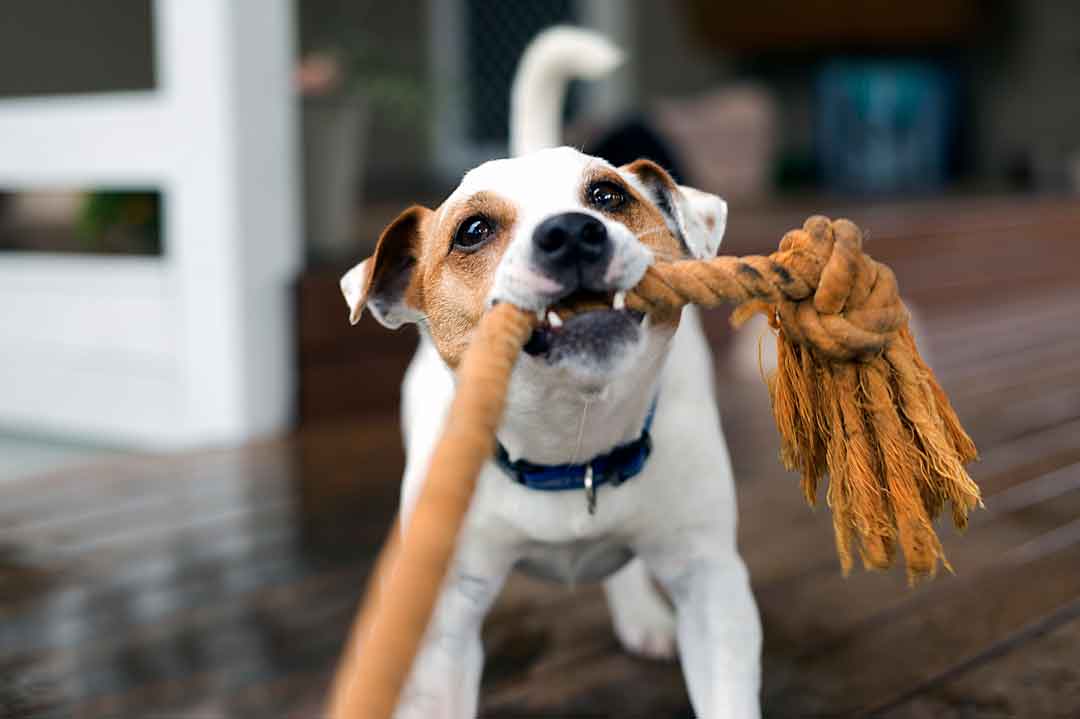 So bringst Du Deinen Hund auf Trab