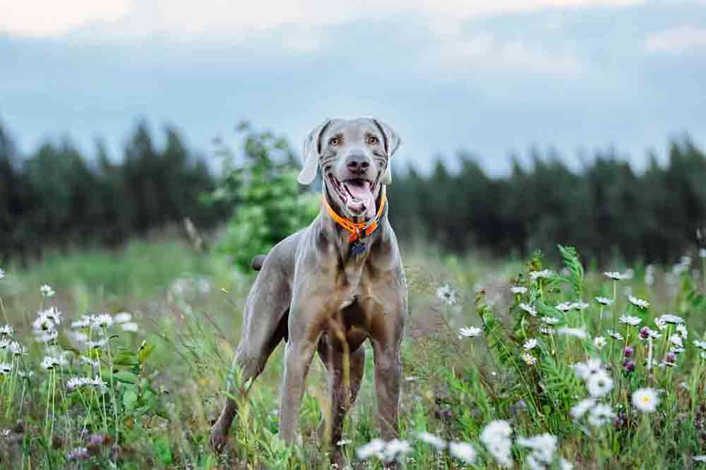 Ein Weimaraner im Feld