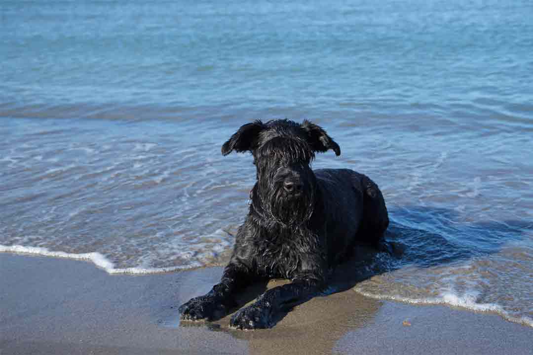 Ein Riesenschnauzer am Strand