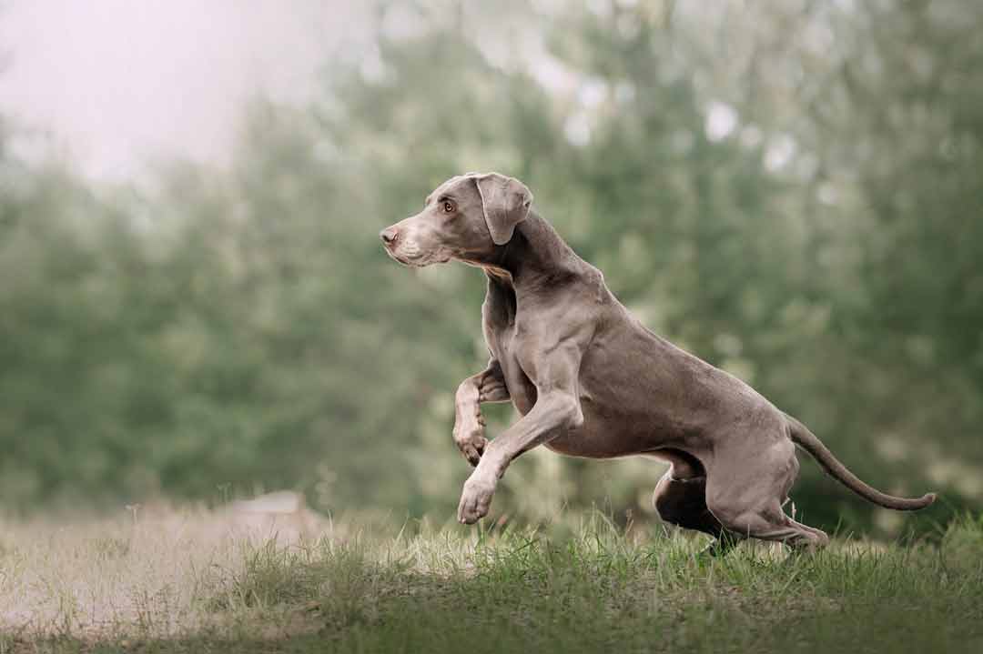 Infos zur Hunderasse Weimaraner