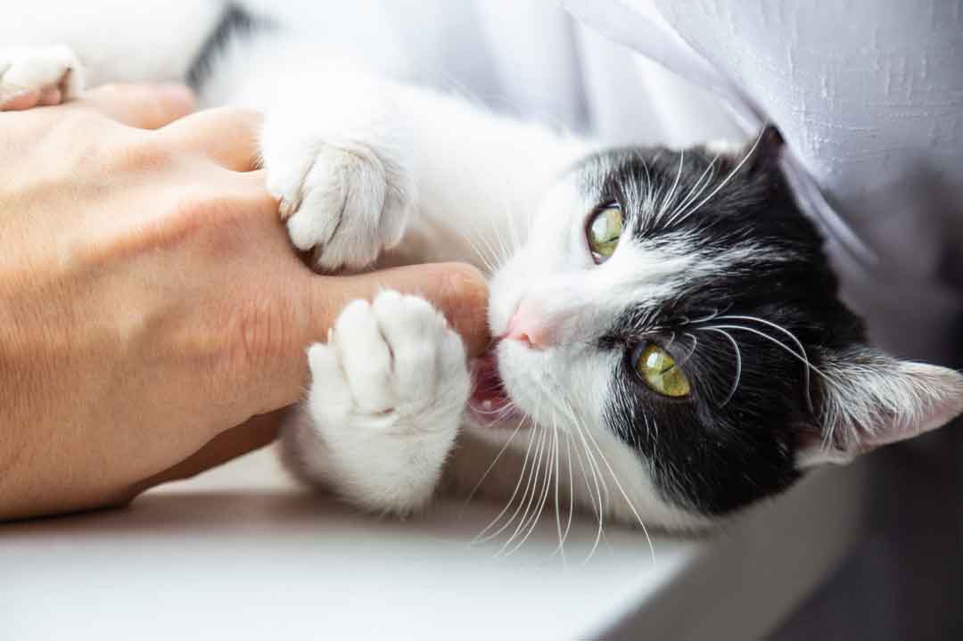 Beißt die Katze aus Liebe, kann das ganz schön wehtun.