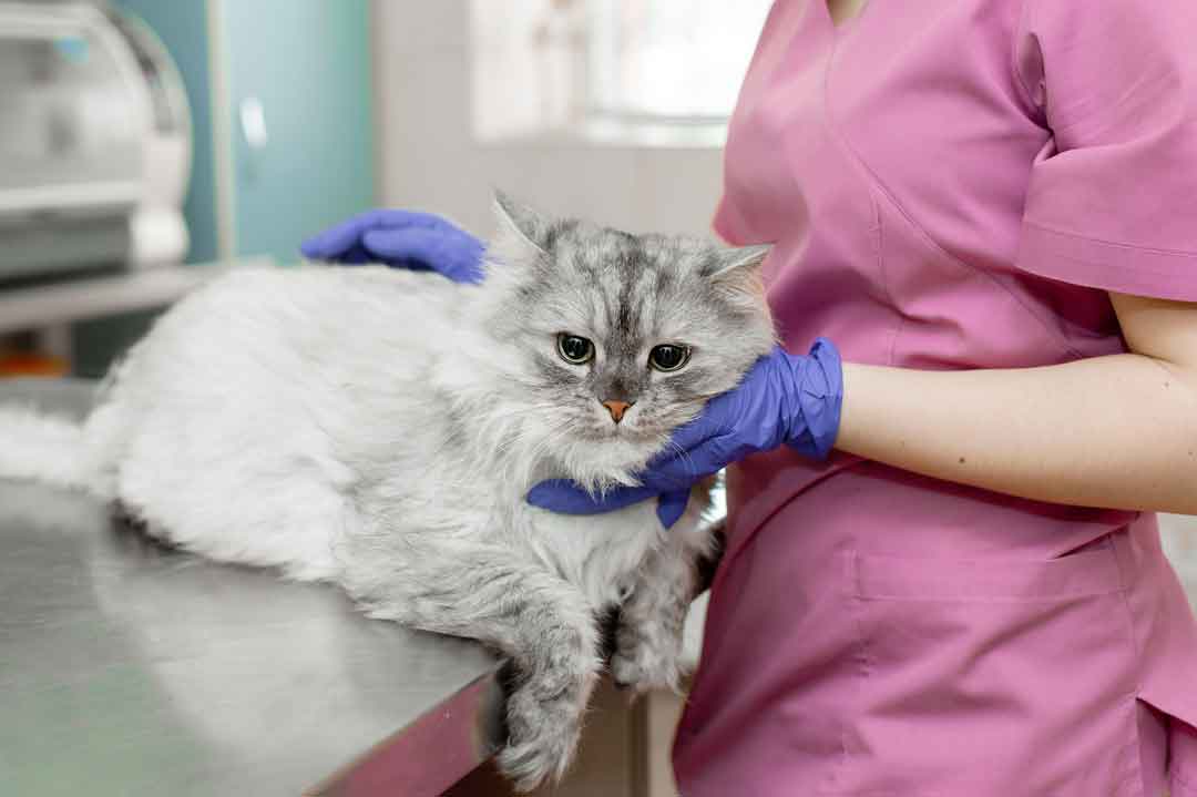 Würmer bei Katzen sind ein Fall für den Tierarzt