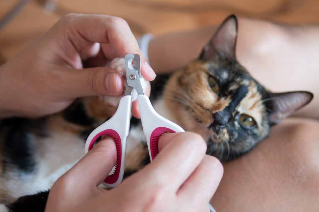 Krallen schneiden bei der Katze