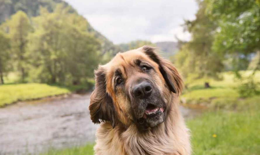 Leonberger: Charakter, Größe und Pflege