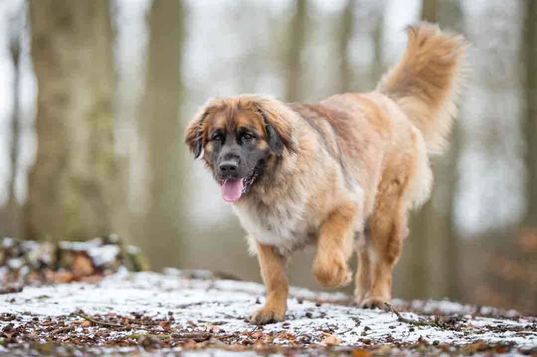 Leonberger im Winter