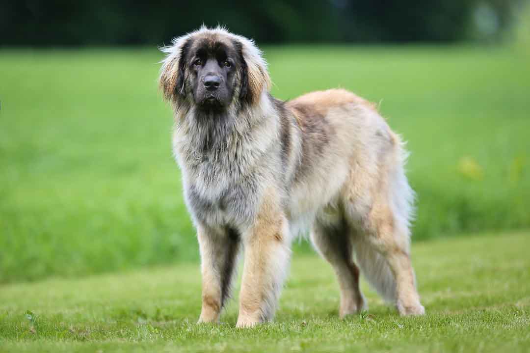 Leonberger sind ausgesprochen große Hunde