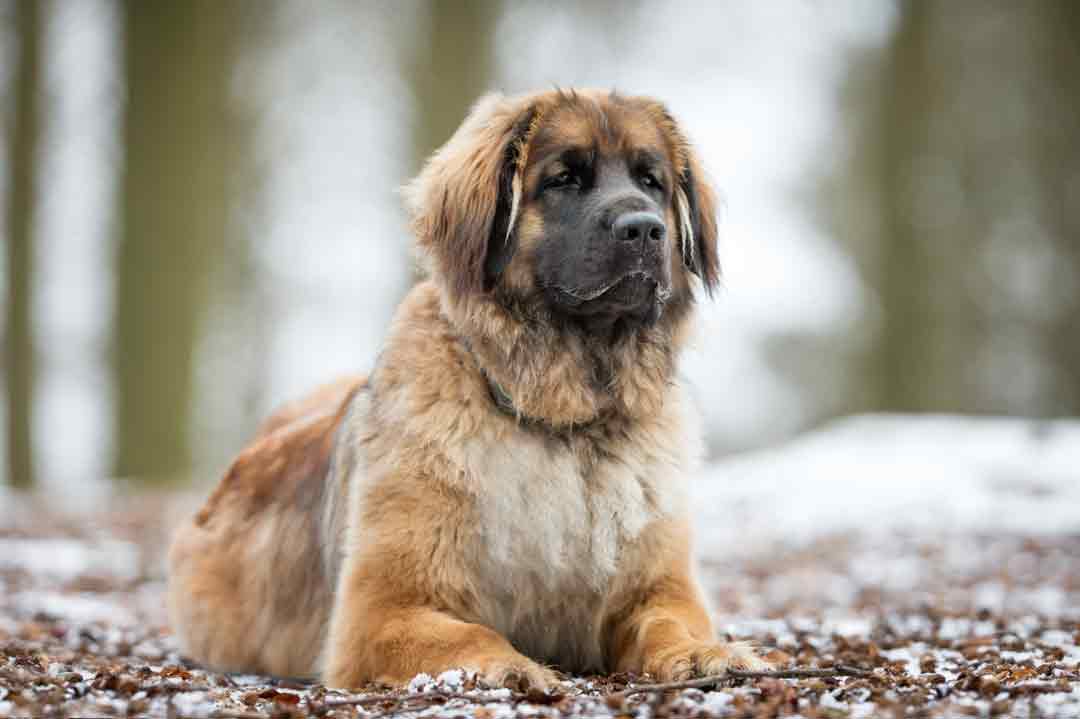 Leonberger: eine spannende Hunderasse