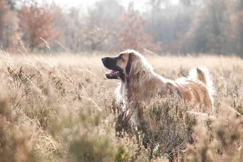 Die Rasse Leonberger ist groß, aber sehr freundlich