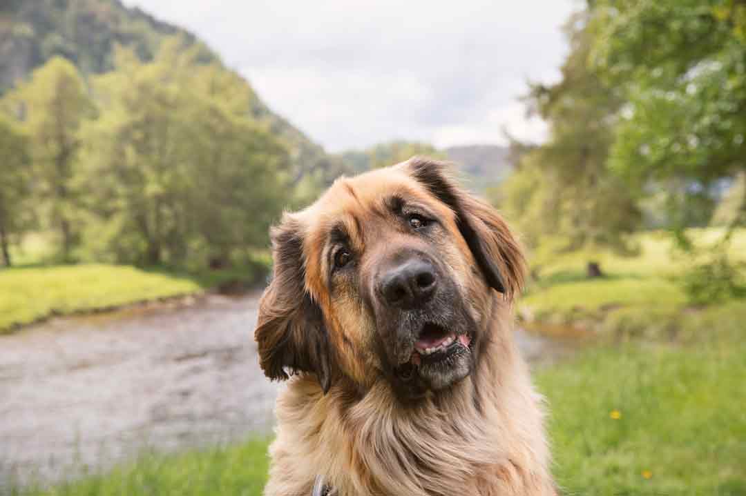 Ein Leonberger (Hund) schaut freundlich