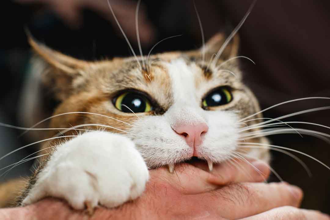 Liebesbiss der Katze: Autsch!