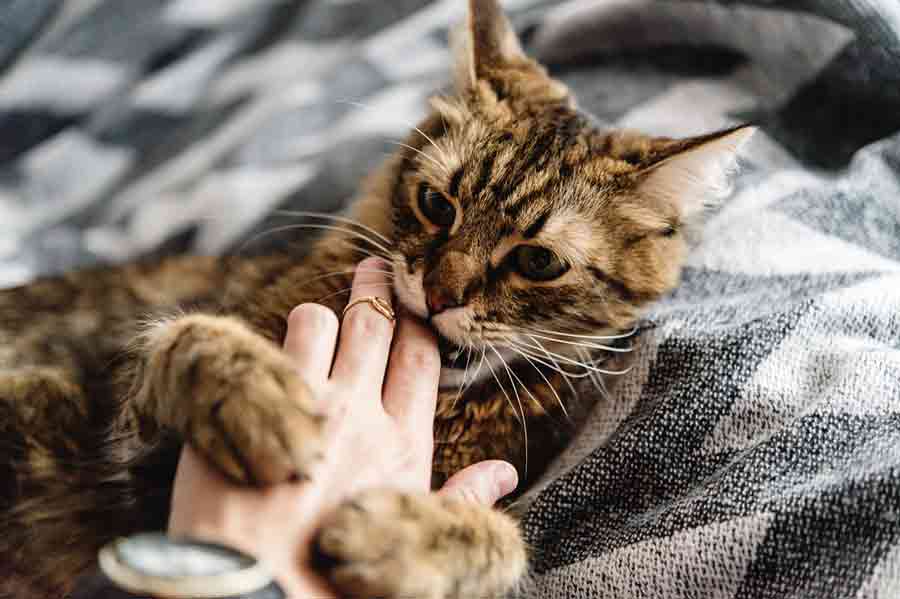 Liebesbisse der Katze können im Eifer der Liebe schon mal passieren.