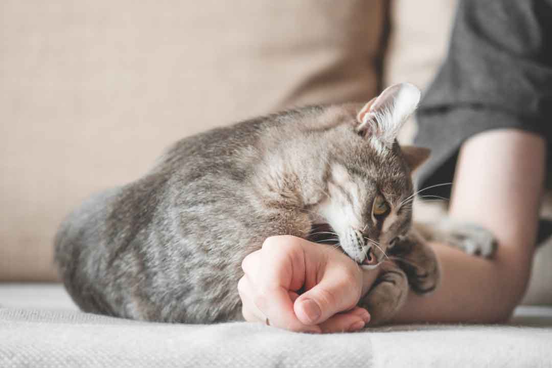 Liebesbiss: Die Katze hat den Menschen zum Fressen gern.