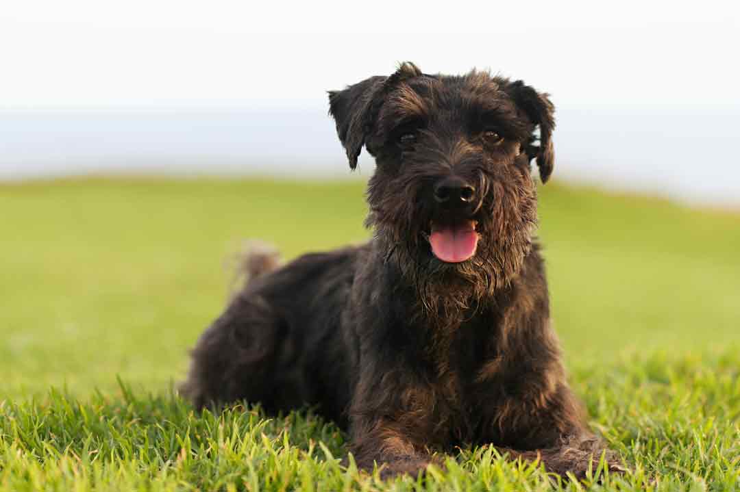 Ein Riesenschnauzer auf der Wiese