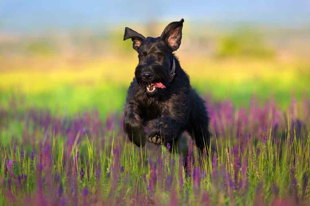 Ein Riesenschnauzer im Blumenfeld