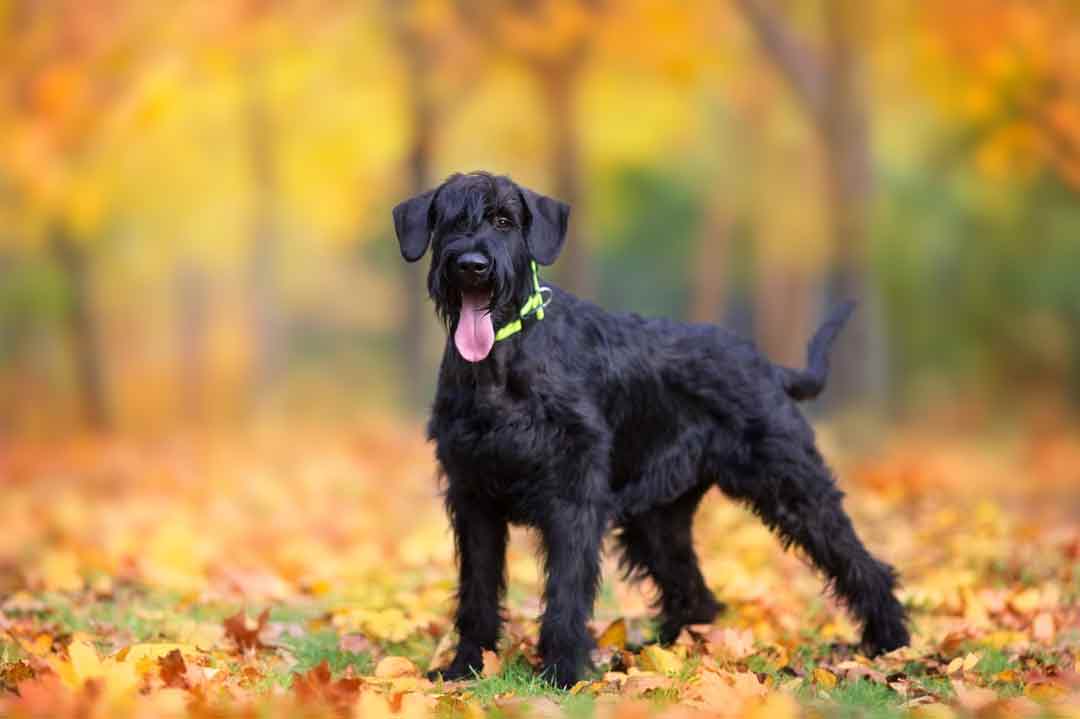 Riesenschnauzer im Herbst