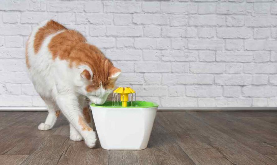 Trinkbrunnen: Katzen lieben ihn! Aber warum?