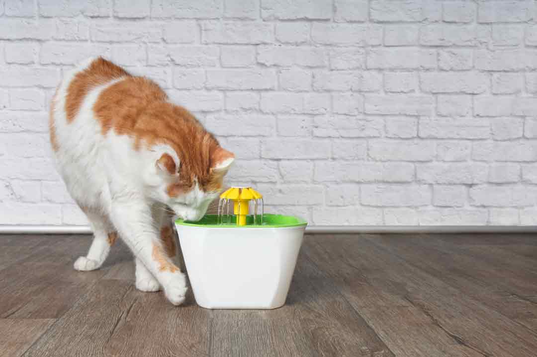 Trinkbrunnen: Katze liebt's, Mensch wundert's.