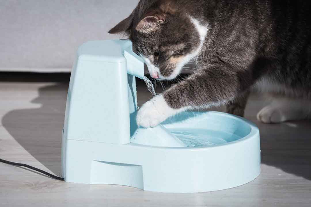 Erst pföteln, dann trinken: Diese Katze macht am Trinkbrunnen alles richtig.