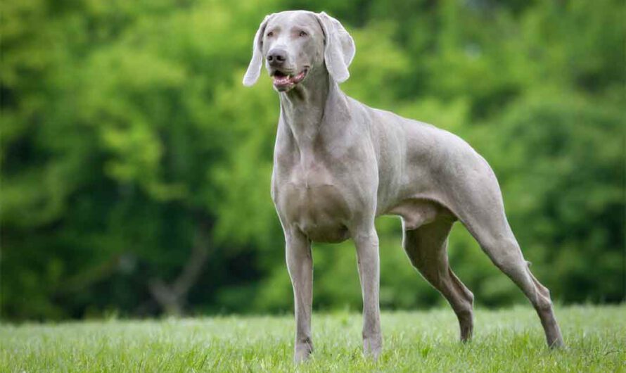 Weimaraner: Charakter, Aussehen, Pflege