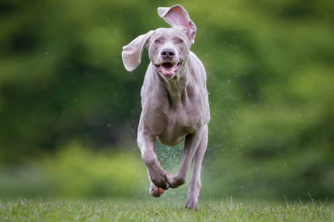 Ein Weimaraner in Aktion