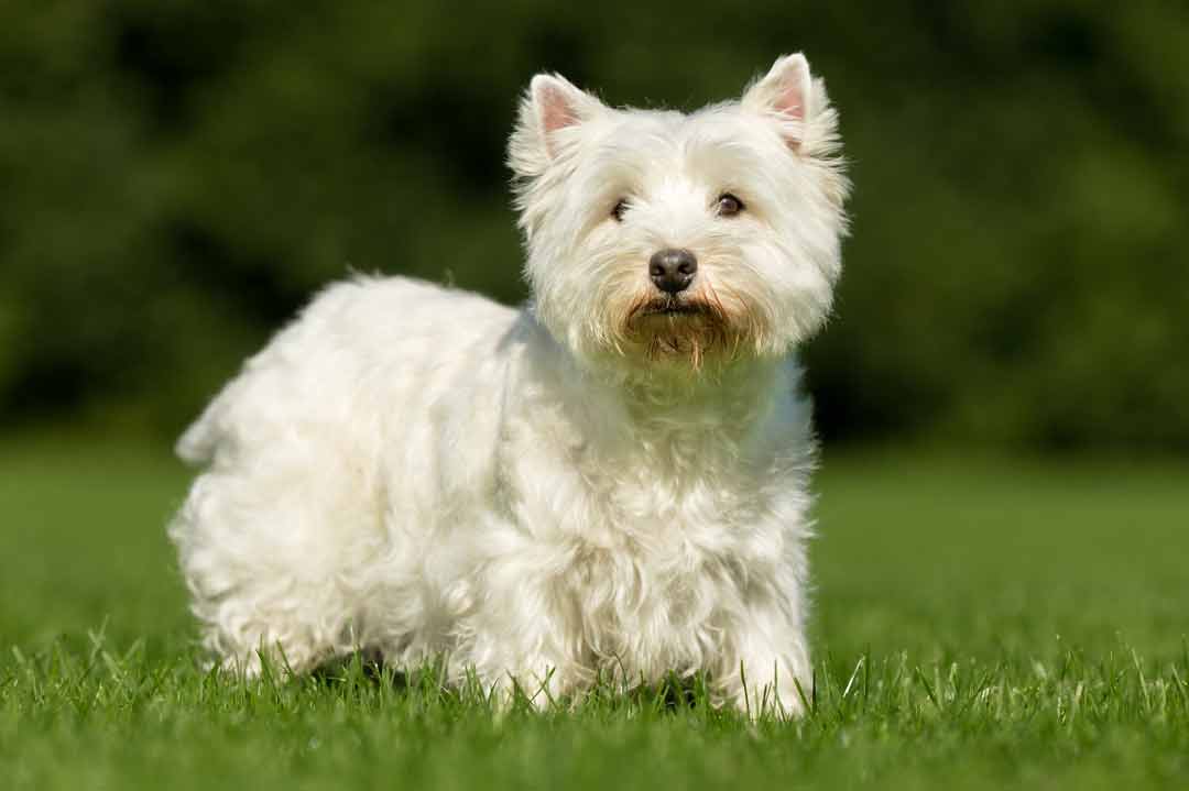 West Highland Terrier