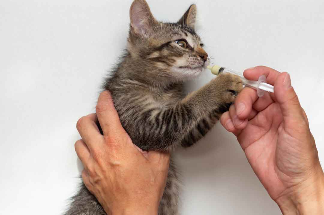 Würmer bei Katzen: Eine Wurmkur hilft