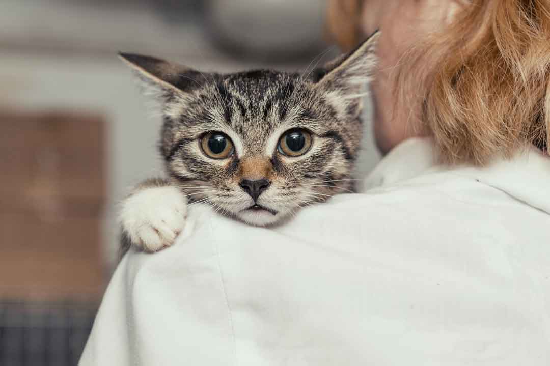 Würmer bei Katzen