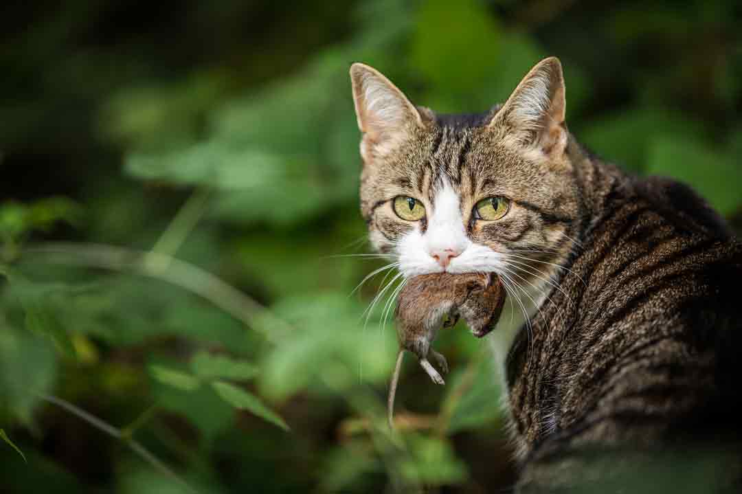 Würmer bei Katzen: Eine Katze hat eine Maus gefangen