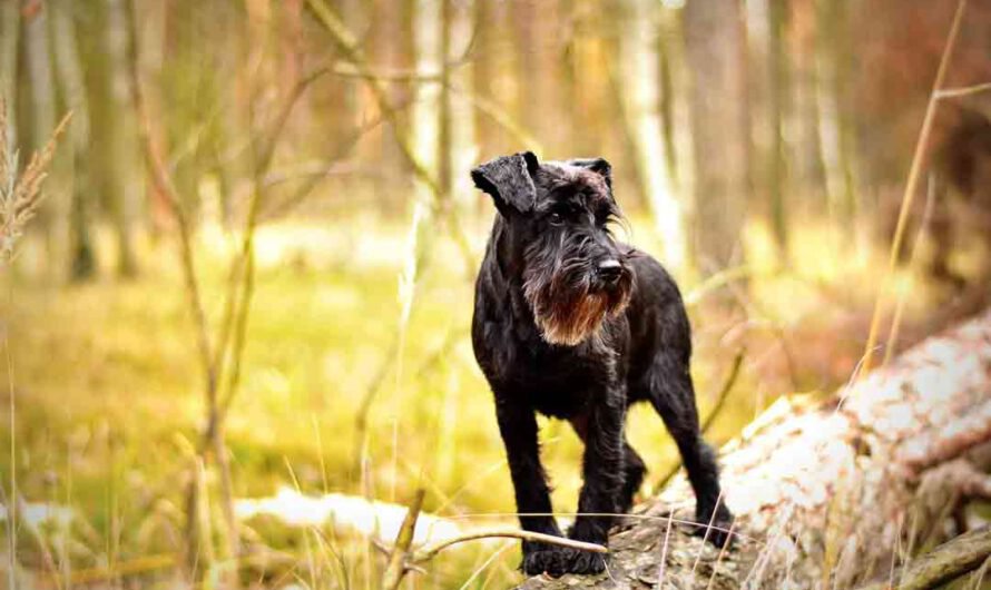 Zwergschnauzer: bärtiges Energiebündel im Porträt