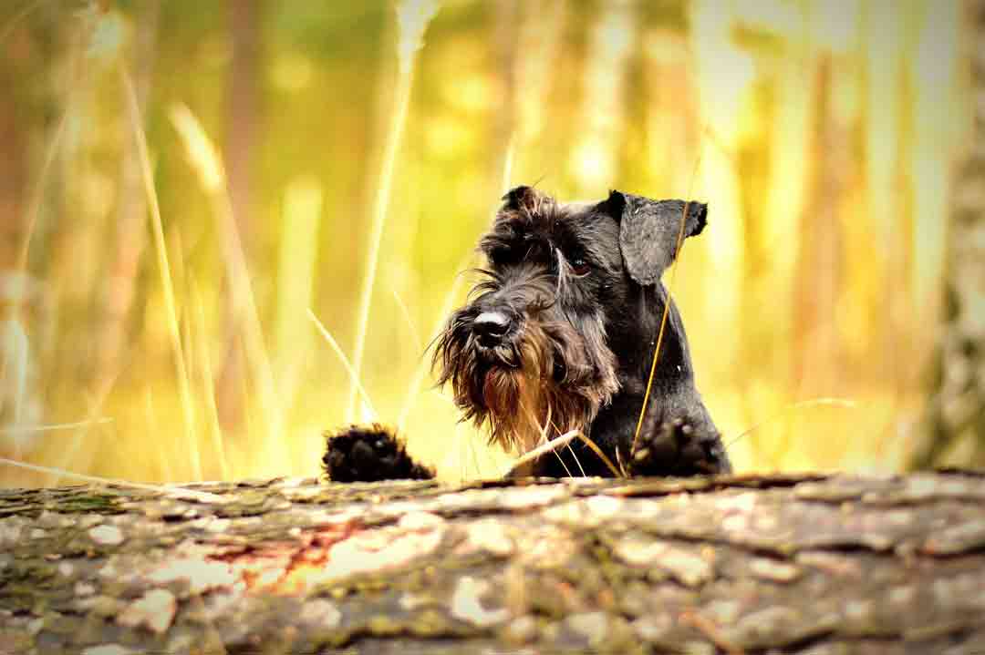 Ein Zwergschnauzer in der Natur