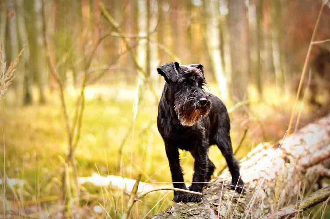 Ein Zwergschnauzer im Wald