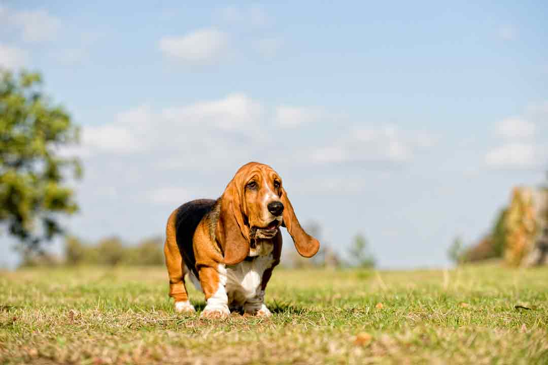 Sehr lang, sehr schwer, sehr dumm? Der Basset