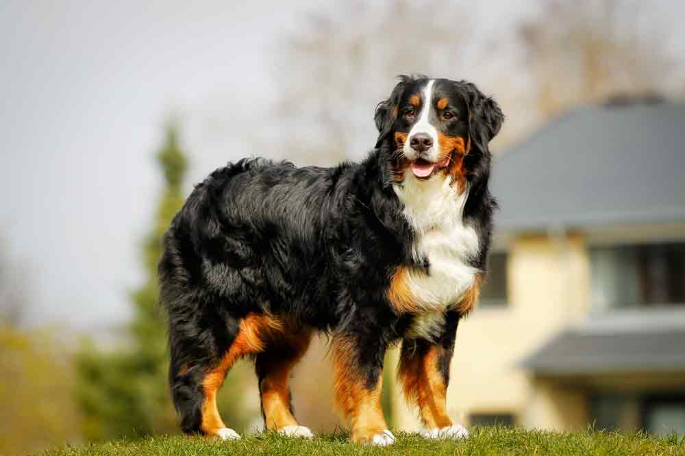 Der Berner Sennenhund gehört zu den schwersten Hunden der Welt.