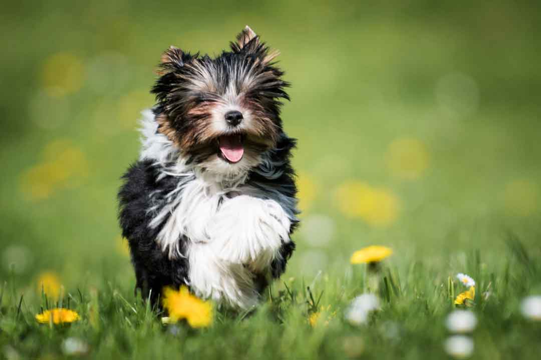 Ein Biewer Terrier im vollen Lauf