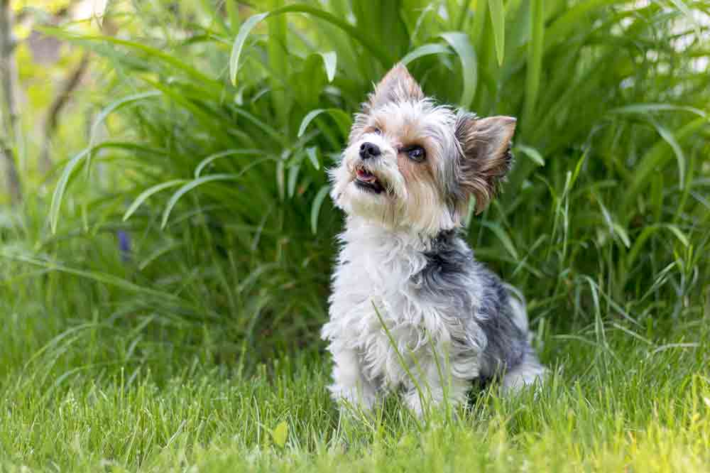 Der Biewer Yorkshire Terrier