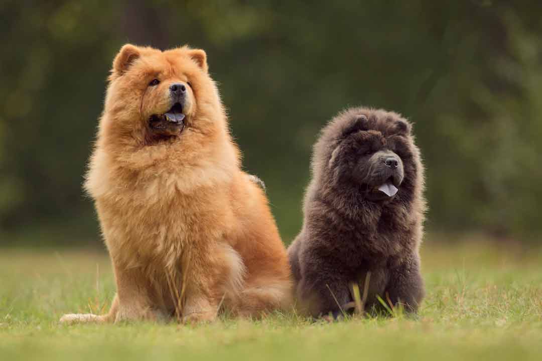 Der Chow-Chow verfügt nur über eine geringe Intelligenz