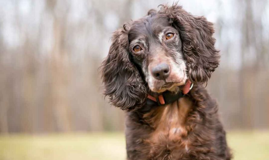 Cocker Spaniel im Rasseporträt: kleiner Jäger mit Herz