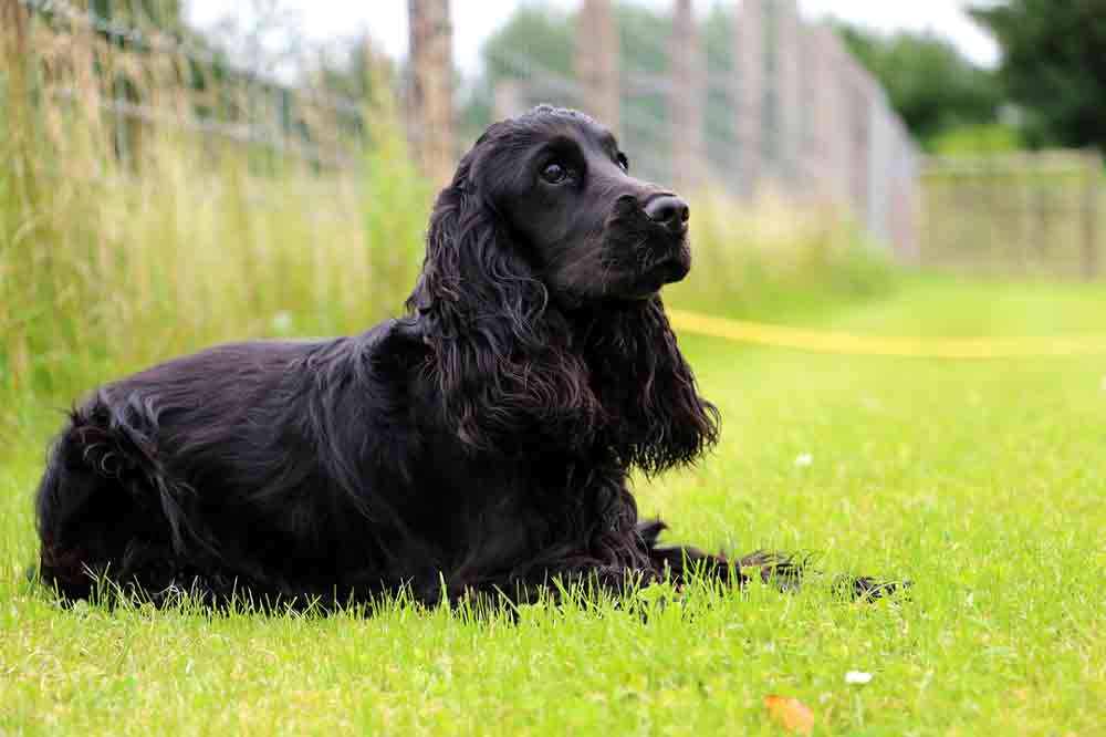 Der Cocker Spaniel als Familienhund