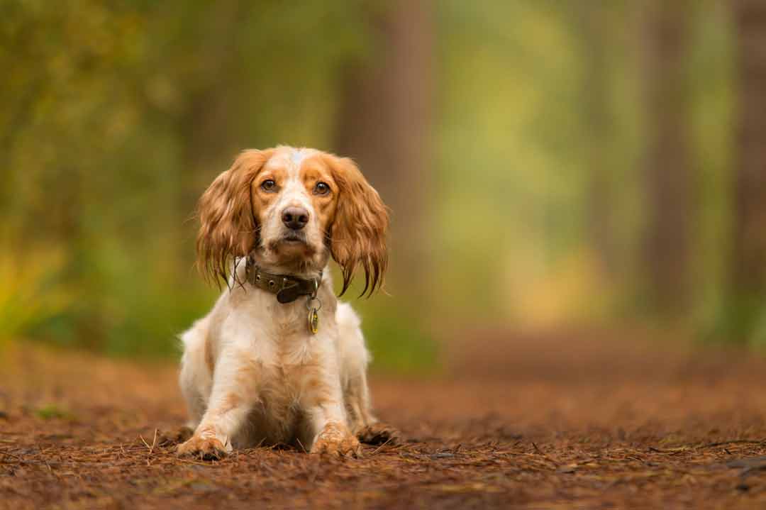 Ein Cocker Spaniel im Wald