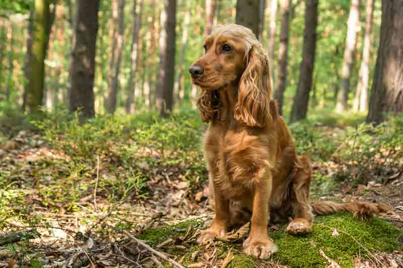 Der Cocker Spaniel ist ein Jagdhund